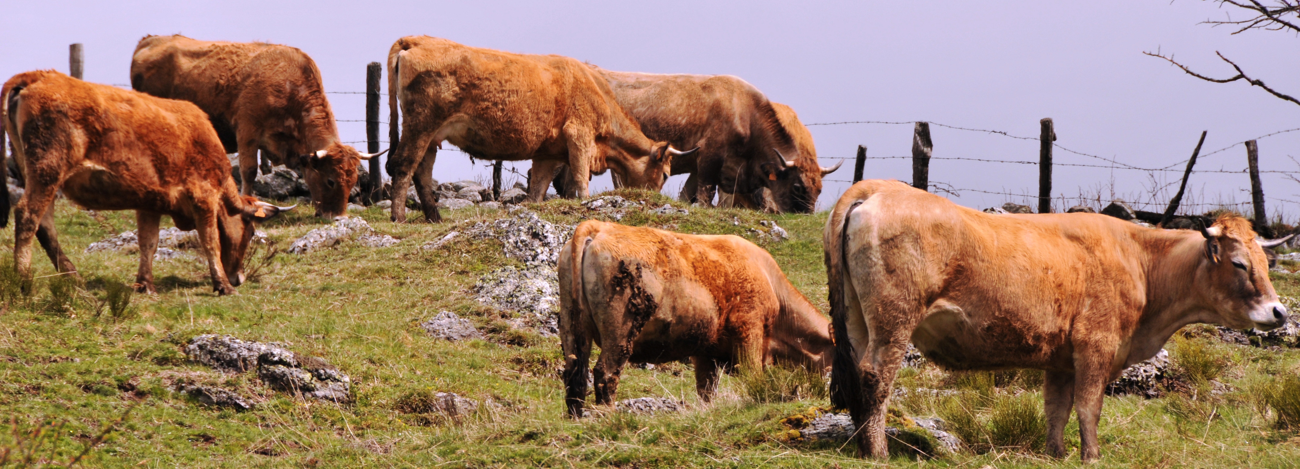 Aubrac Taurus